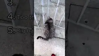 These Chonk Cats Didn&rsquo;t Skip a Single Meal 😹🍗, Funny Clips #cat #catvideos #funnycatvideos