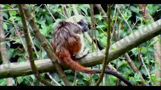 Animals which live on 3 continents (Africa, America, Asia)