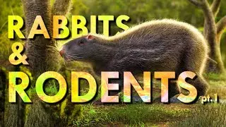 Rabbits and giant Rodents