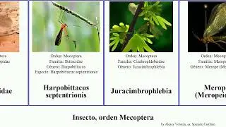 Insecto, orden Mecoptera helena alpina dubia Panorpa reedi Merope Permochoristidae Eomeropidae