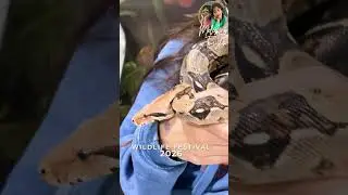 Образовательный фестиваль дикой природы учит детей уважению к рептилиям 🦁 🐍 🐘 #дикаяприрода
