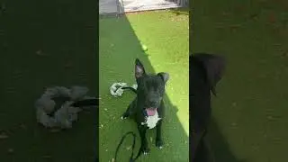 Hefty playing with Nova