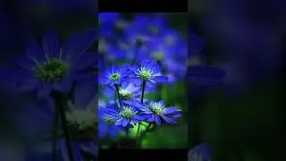 Beautiful natural flowers #flowers​ #beautifulflowers​ #naturalrose​ #nature​
