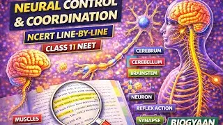 Neural Control & Coordination 🧠 | NCERT Line-by-Line | Class 11 Biology | NEET