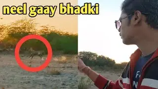 जगह जहां जंगली सुअर ने हमला किया | human animal conflict | running blue bull | #vlog