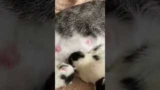 #gatos #gatosbebe #babykitty