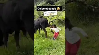 COICE DE LEVE