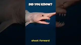 This Shark&rsquo;s Jaw Shoots Out Like a Horror Movie 😲🦈 #trending #facts #viralvideo#shorts #shortvideo