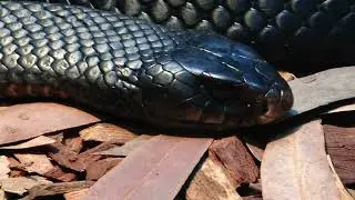How Do Black Snake Sound? Get to know the black snake and its sounds - noises (black snake video)!