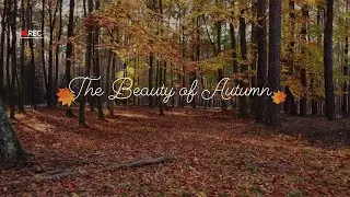 🌿 The Beauty of Autumn | #healingmusic #nature #relaxingmusic #musica