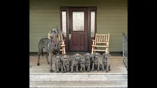 Great Dane Cully x Enrico October 24, 2023   SD 480p