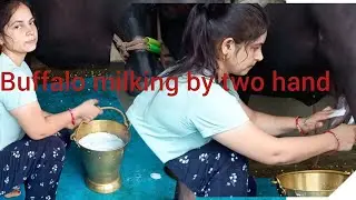 Buffalo #cow #buffalo milking by two hand indian village girl #murraha #dairyfarm #desiviilagelife 