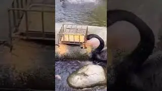 Wow Black Swan Duck Feeding The Fish Nature Bird Animal @earthtechnoloogy | Falcon Aquarium Services