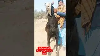 Worlds biggest Beautiful Punjab Pakistan Nachi Goat Breed Breeder Quality Nachi Bakra # Nachi Goat #