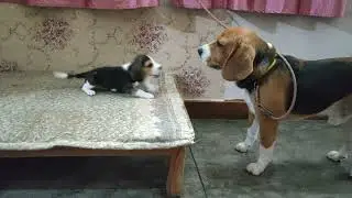 Deep conversation between father and daughter | Leo And Annie