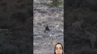 Urso X lobos . #bear #lobo #natureza #selva #urso