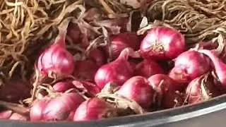Satisfying fresh egg harvest #egg #asmr #satisfying #viral #video