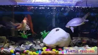 #turtlefeeding #aquarium #fisheries #fishaquarium