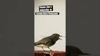 You Won&rsquo;t Believe What I Saw on My Daily Nature Walk 🐦📸