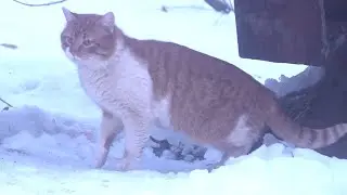 Ginger cat jumping on the pipe in a frosty morning