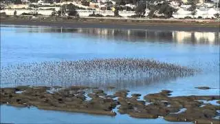 Sanderlings in Synchronized Flight