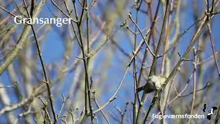 L&oslash;vsanger & gransanger