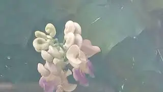 Vigna caracalla algu&eacute;m conhece!