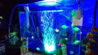 1.25.26 Blessed Sunday evening 5:05PM glofish