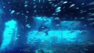 Olympus Dive Center. Graveyard of the Atlantic