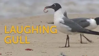 Laughing Gull