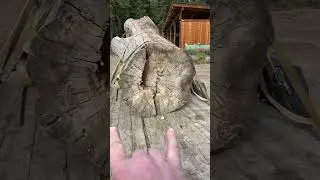 Huuuge log arrived! #sawmill #wood #furniture #okanagan #woodworking #slabs #arborist #willow #fire