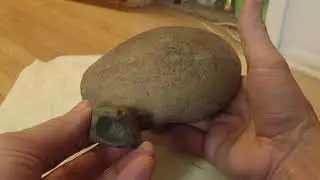 Stone age rock art; The Box Turtle