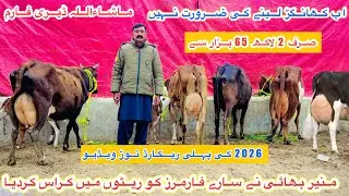 Ma Sha Allah | Top Class Jersey Cross Cows | Cross Cows For Sale In Punjab | 4 January 2026