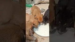 Feeding Abandoned Puppies 😭😔 | Starving Puppies Crying for Food #shorts