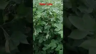 New Line Trial cotton seed glayphosit free and pink free dat
