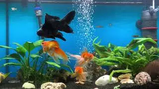 Goldfische f&uuml;r Entspannung