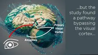 Brain pathway that explains blindsight confirmed