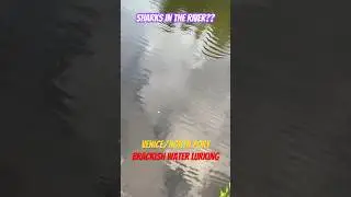 Shark sighting brackish water fishing venice florida 941 backwater blacktips sw bass tv