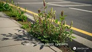 Japanese Knotweed Removal Experts | Professional Invasive Weed Control