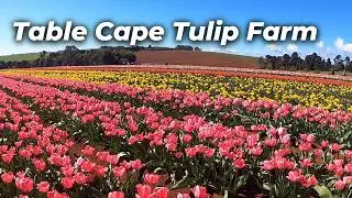 Walking Table Cape Tulip Farm