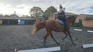 Charlotte Knell riding Minnie's Bow - Prelim 12 - month October - horse ID 14996