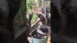 Feed baby ferrets morning snack