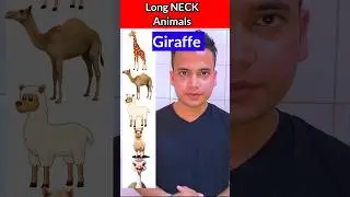 Some Long Neck Animals