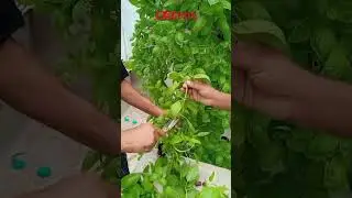 Just Installed 25 Smart Farming Towers in Greater Noida!Ready to Grow Yours?#reddoxstudio #gardening