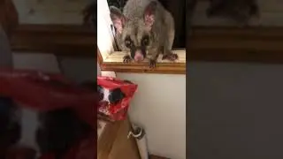 Australian possum sneaks into girl&rsquo;s window to get a dog treat.