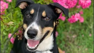 Hatch - Available in RI for adoption