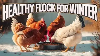 Best Winter Feeding Tips To Keep Your Chickens Warm And Energized