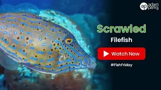 Scrawled Filefish