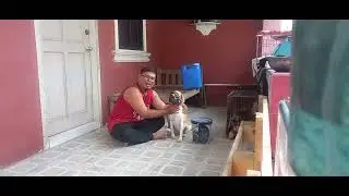 URANOS THE LEMON BEAGLE DOG STUD SERVICE AT MANAOAG PANGASINAN
