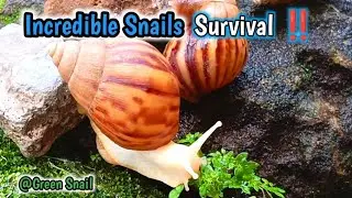 The Amazing Adaptation of Snails, more than just a shell #nature #SnailAdaptations #MolluscMarvels